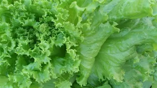 Латук