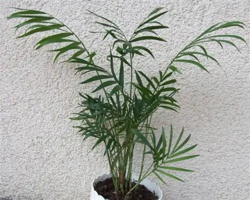 Комнатная пальма Chamaedorea elegans