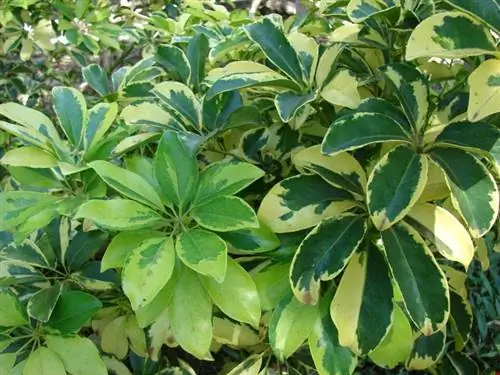 Schefflera arboricola, вид на ее красивые листья