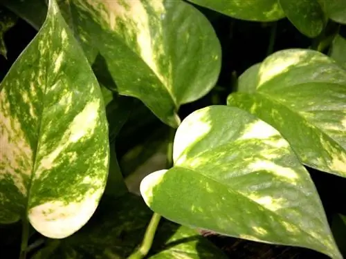 Epipremnum aureum, самый любимый комнатный альпинист