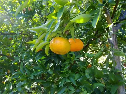 Каковы болезни и вредители мандарина?