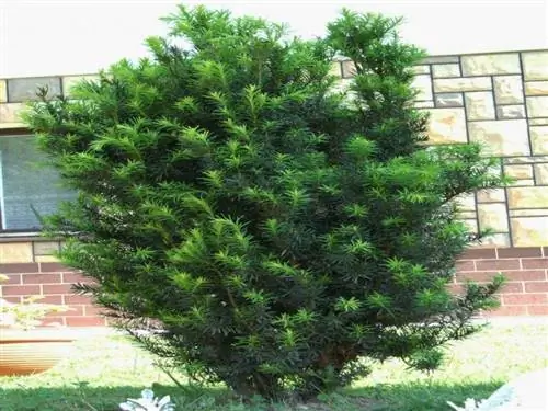 Taxus бакката