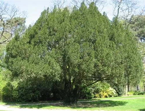 Taxus бакката