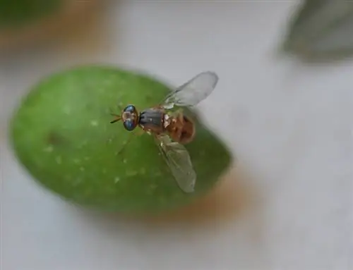 Оливковая муха также может быть известна под научным названием Bactrocea oloeae. Оливковая муха также может быть известна под научным названием Bactrocea oloeae.