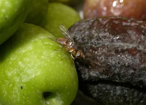 Характеристики оливковой мухи Характеристики оливковой мухи
