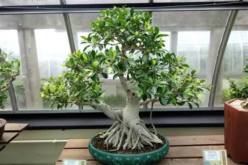 Ficus rubiginosa bonsai, растение, подходящее для начинающих