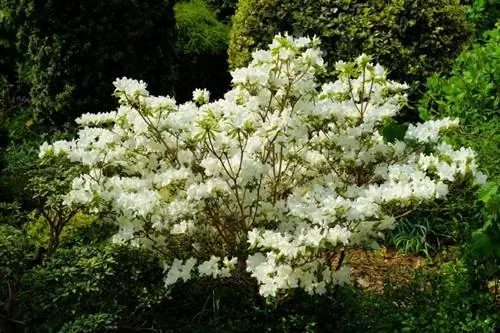 цветущий кустарник цветущий кустарник