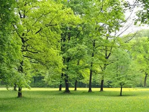 Деревья в парке в Германии Деревья в парке в Германии
