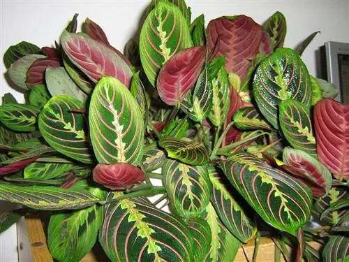 Происхождение, характеристики и уход за Maranta Tricolor