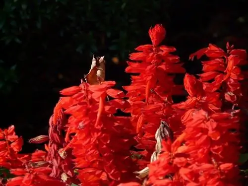 Уход за растением Salvia Splendens