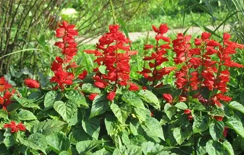 Характеристики, происхождение и уход за Salvia Splendens