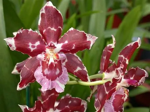 Odontoglossum bictonian бордовый Odontoglossum bictonian бордовый