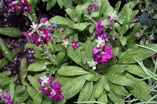Вид на растение Matthiola incana или желтофиоль Вид на растение Matthiola incana или желтофиоль