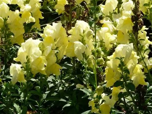 За Antirrhinum majus очень легко ухаживать. За Antirrhinum majus очень легко ухаживать.