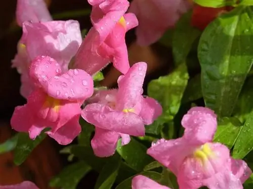 Antirrhinum или Львиный зев, цветы для удовольствия