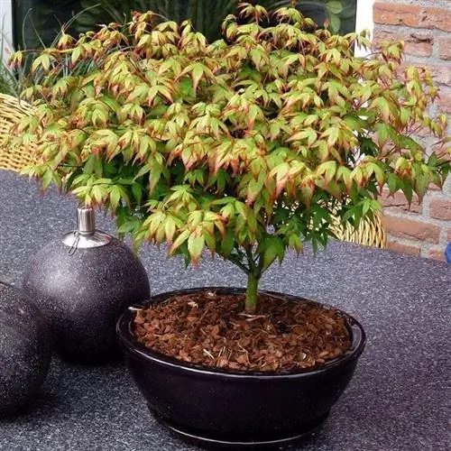 Вид на Acer palmatum cv Little Princess Вид на Acer palmatum cv Little Princess