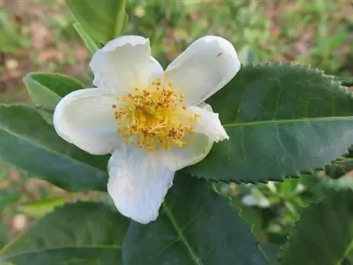 Camellia sinensis, растение, подходящее для горшков Camellia sinensis, растение, подходящее для горшков