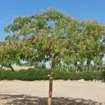 Albizia julibrissin дерево в саду Albizia julibrissin дерево в саду