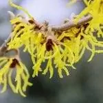 Гамамелию можно выращивать в горшке. Гамамелию можно выращивать в горшке.