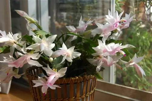 Schlumbergera truncata, рождественский кактус