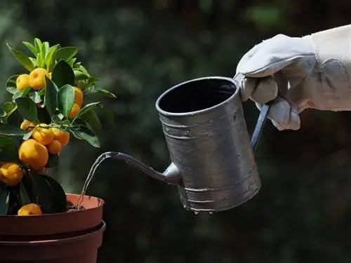 Как часто поливать горшечные растения?