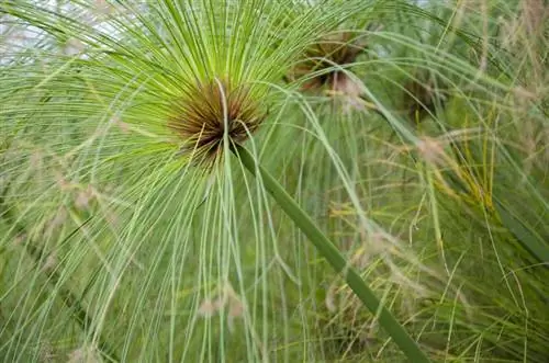 Cyperus papyrus, научное название папируса.