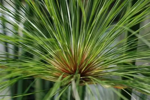 Вид на листы папируса