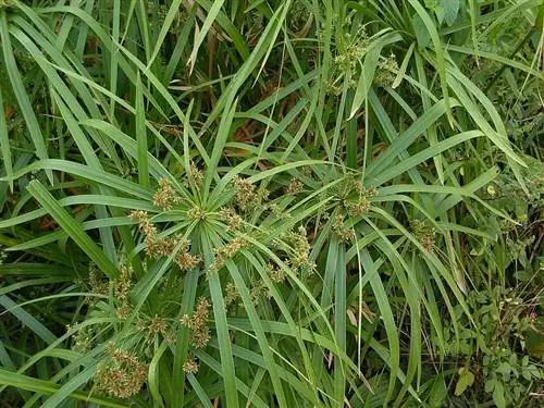 Вид на Cyperus alternifolius