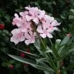 Олеандр - это кустарник, который приспосабливается к широкому спектру климатических условий.