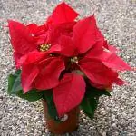 Euphorbia pulcherrima, рождественское растение