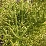 Деталь любопытного растения Euphorbia tirucalli
