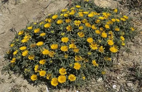 Происхождение растения Asteriscus maritimus