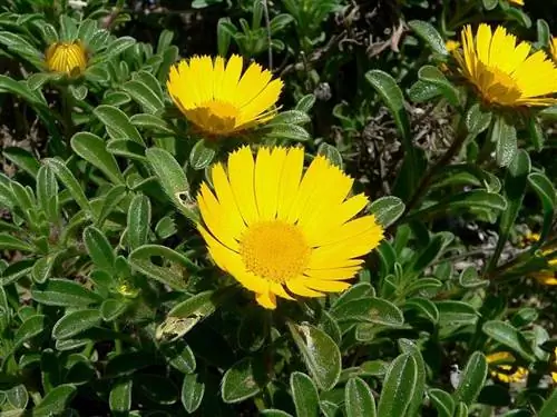 Происхождение и характеристики Asteriscus maritimus