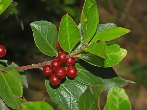 Вид на листья и плоды Rhamnus alaternus