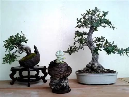 Облепиху можно использовать как бонсай