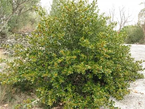 Облепиха очень декоративное растение