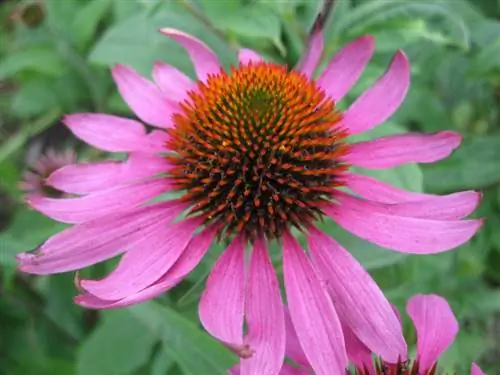Эхинацея пурпурная