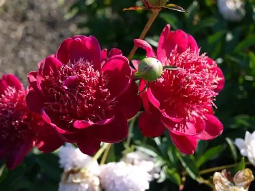 Пэония Красный Император