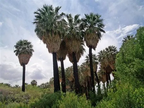 Washingtonia filifera, обычная, но очень красивая пальма