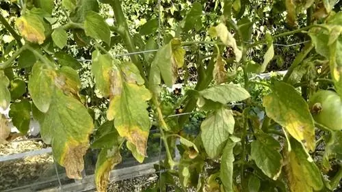 Пораженные листья томатов