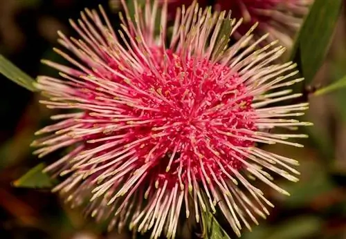 Hakea Laurina - это кустарник или прямостоячее дерево.