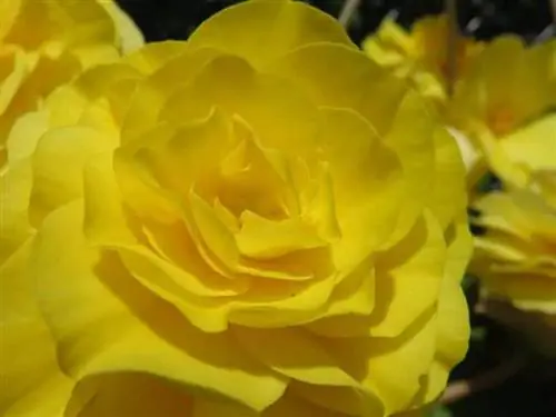 Вид клубневого цветка бегонии