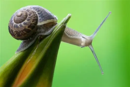 Улитки могут нанести большой вред бегониям.