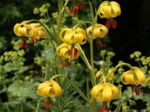 Характеристики лилий пиренейских