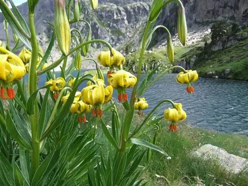 лилия пиренаикум