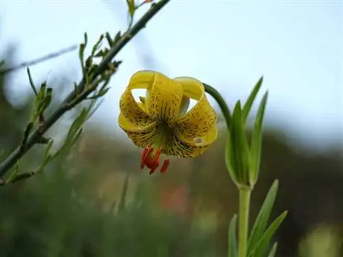 Характеристика и уход за пиренейской лилией