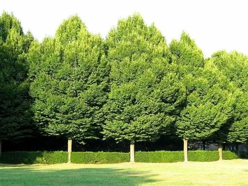 Береза, красивое садовое дерево