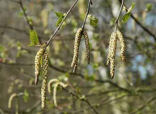 Цветки березы могут быть женскими и мужскими.