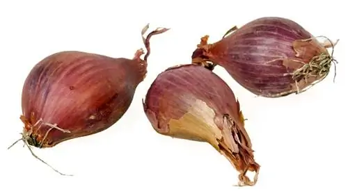 Что такое лук-шалот и как его выращивают?