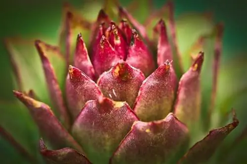 преимущества куркумы